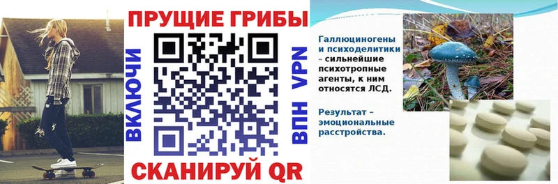 закладки  Дубовка  KRAKEN вход  Псилоцибиновые грибы Cubensis 